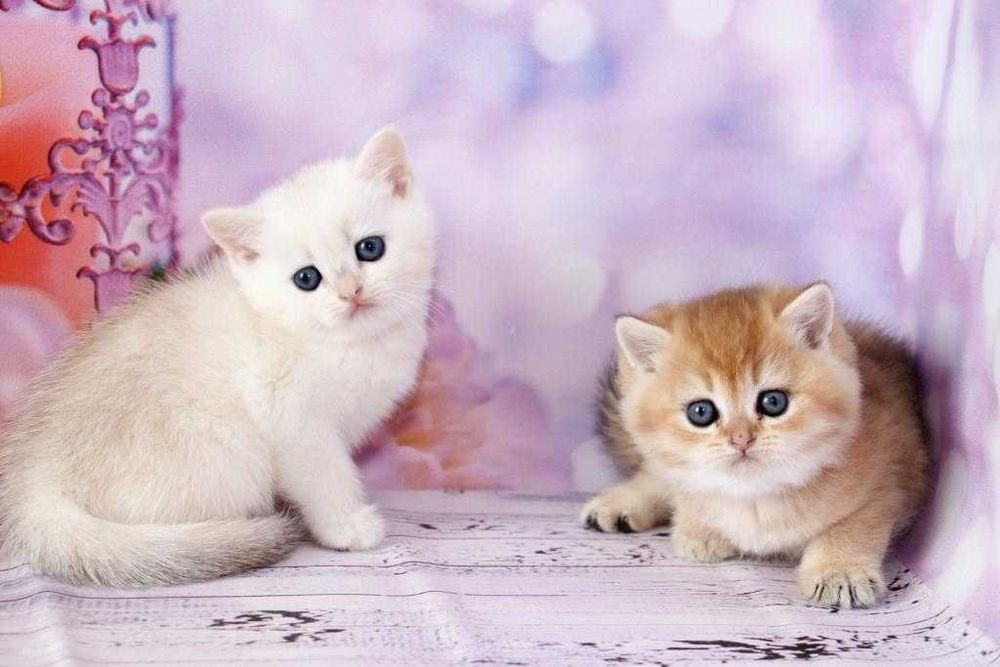 Британські плюшеві кошенята з щепленням та гарними манерами