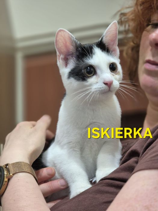 Kocięta do adopcji!