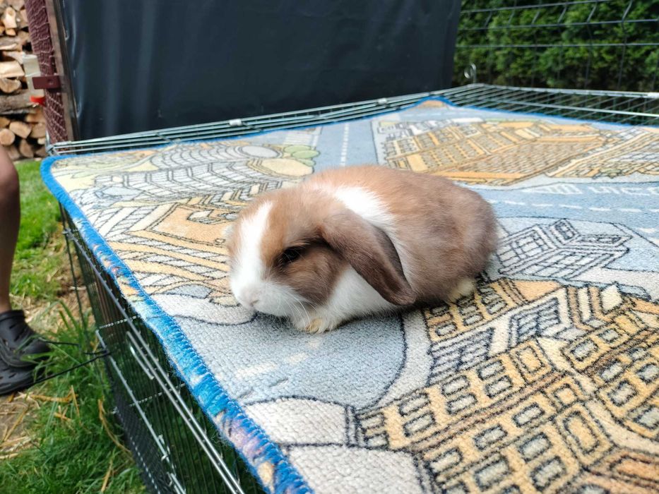 Króliki baranki mini