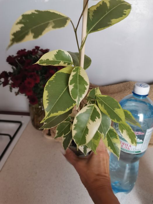 Фикус Де Гантель и  Старлайт