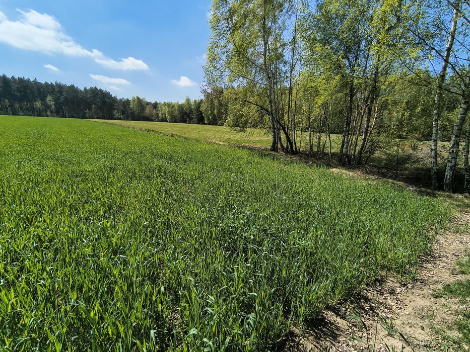 Działka budowlana | Brzeg, gm. Pęczniew | 2,5 km od Zalewu Jeziorsko - Widok 3