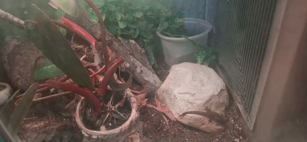 Sprzedam terrarium!