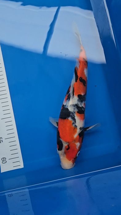 SHOWA ISA KOI FARM 32/35CM