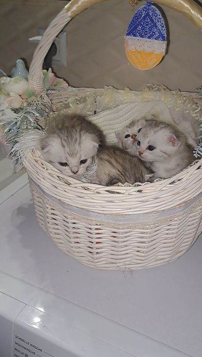 Котята Британські елітний окрас срібна шиншила в нас преміум класу