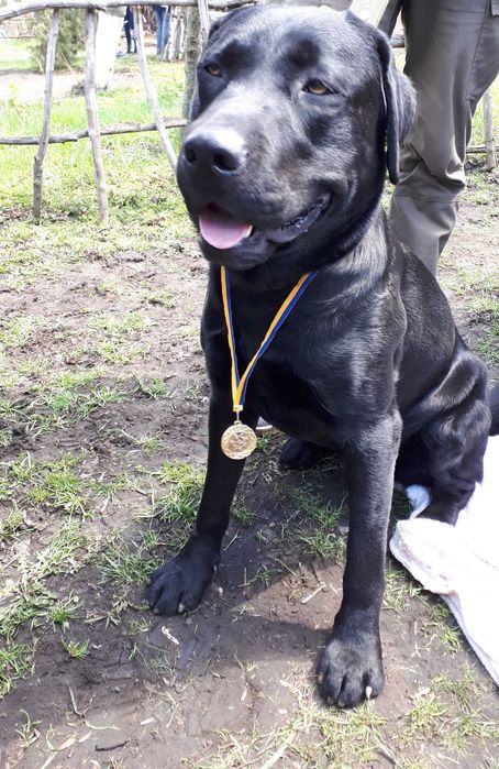 Вязка лабрадора чорного кольору