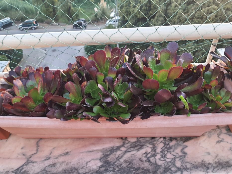 Floreiras com suculentas