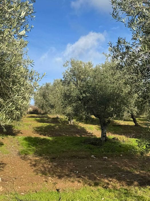 Azeite Biológico de Trás-os-Montes – Garrafão 5L | Produção Própria