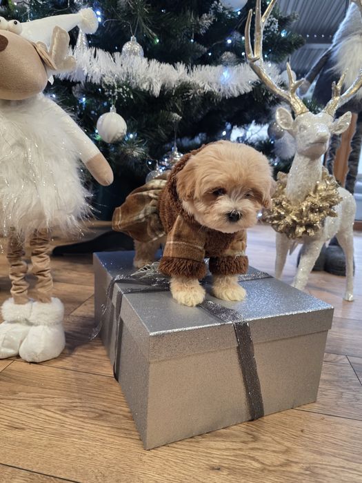 Maltipoo maleńka urocza sunieczka po mini rodzicach.