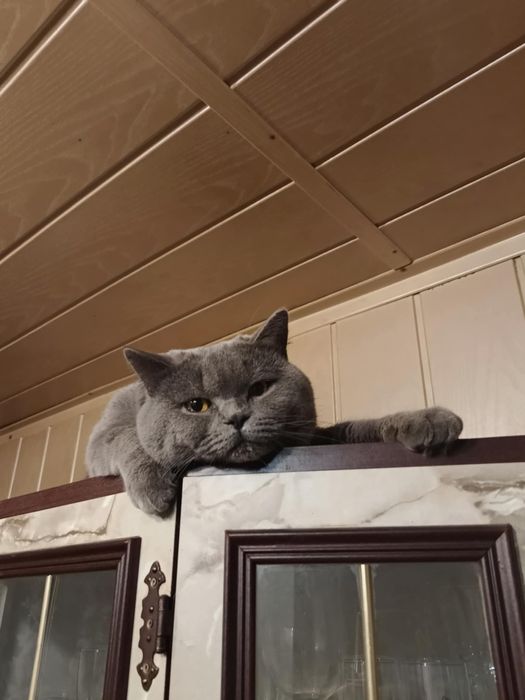 Daryl piękny kot brytyjski czeka na randke