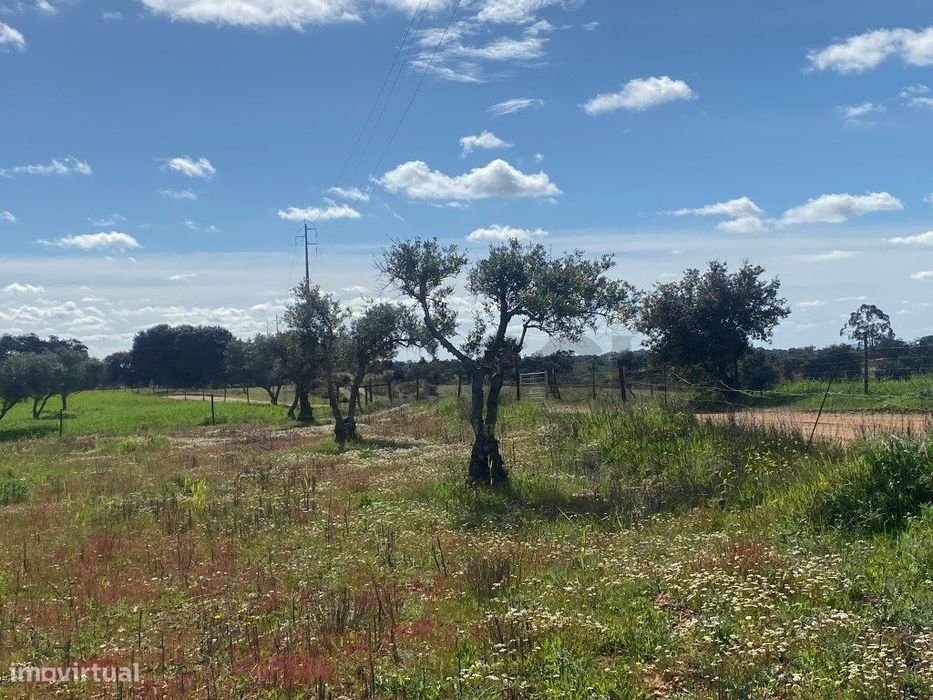 Terreno Rustico com Olival em Vila Nova de São Bento - Serpa