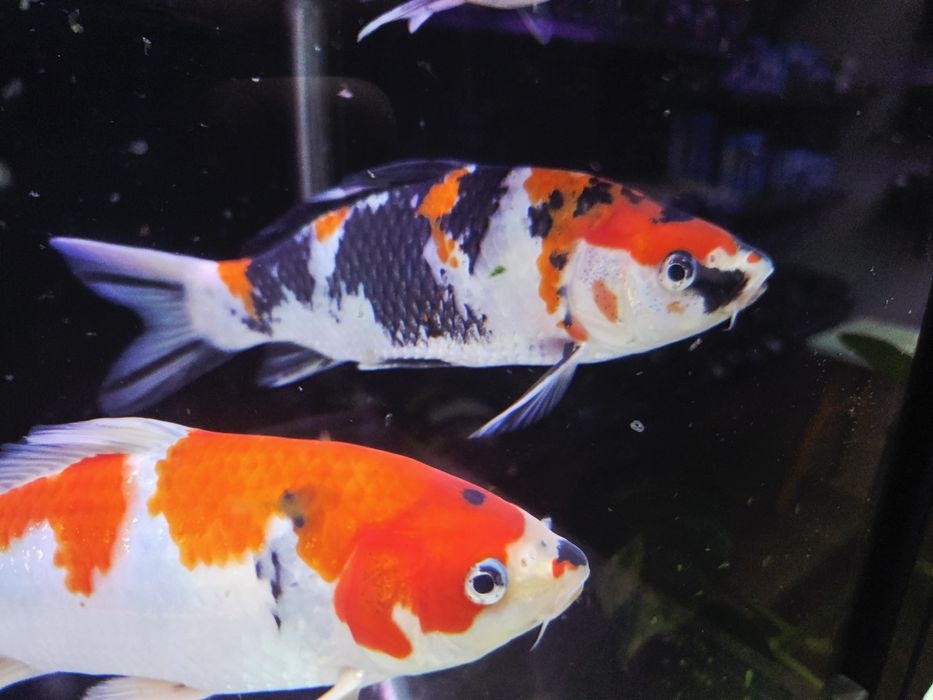 Karpie koi Showa i sanke 20-25cm