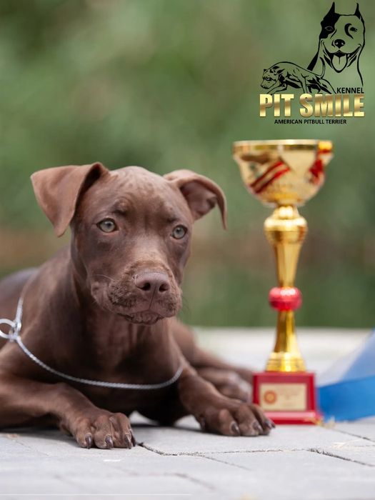 Маленька Бебі Чемпіон