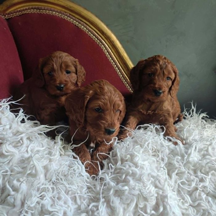 Cockapoo > cocker spanil & pudel > szczenięta.