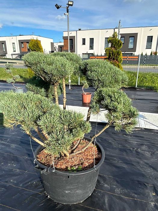 Krzewy formowane - Bonsai