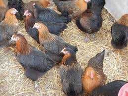 Продається яйце курей Супер Харко.