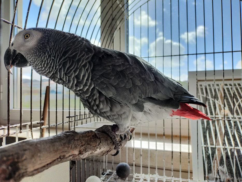 Papagaio cinzento