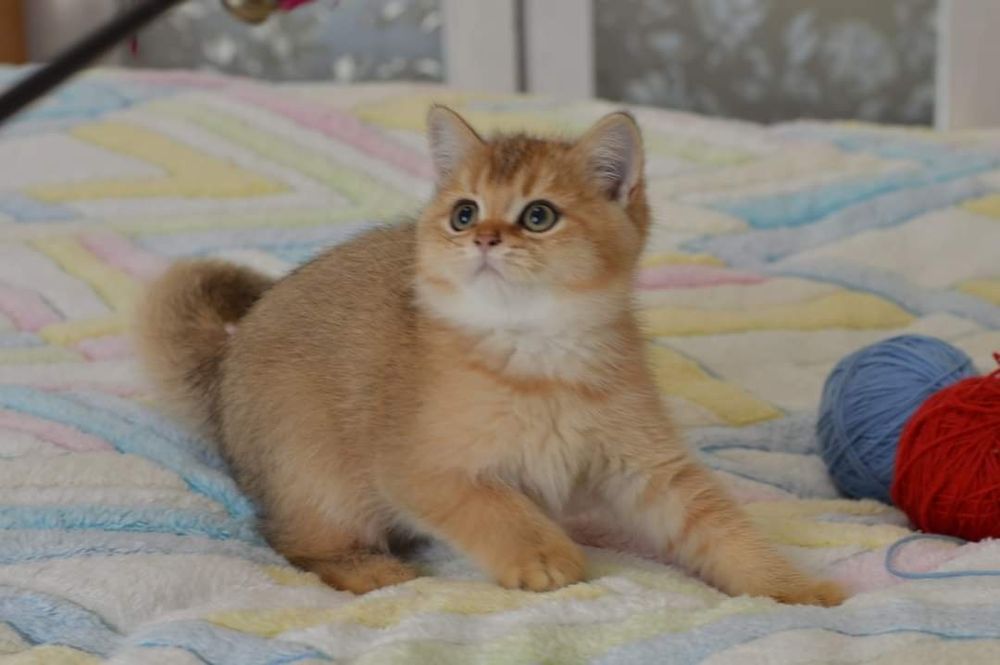 Золотые   котята.