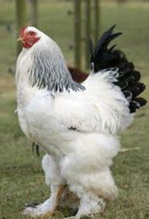 Інкубаційні яйця курей Брама