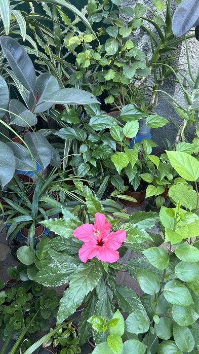 Гібіскус  Купера