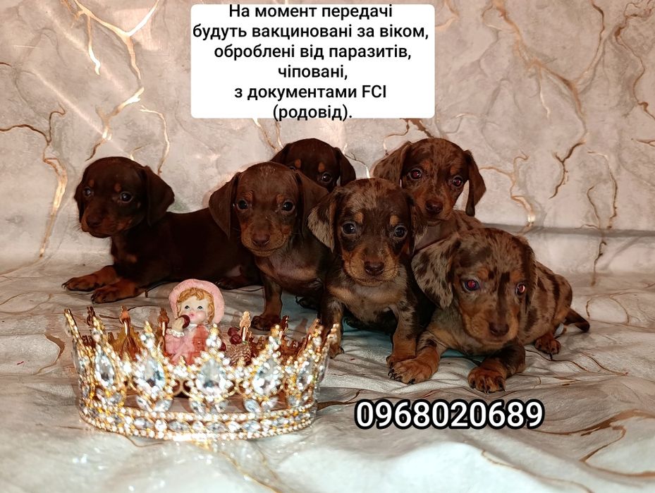 Маленькі мініатюрні таксики шукають свої люблячі родини.