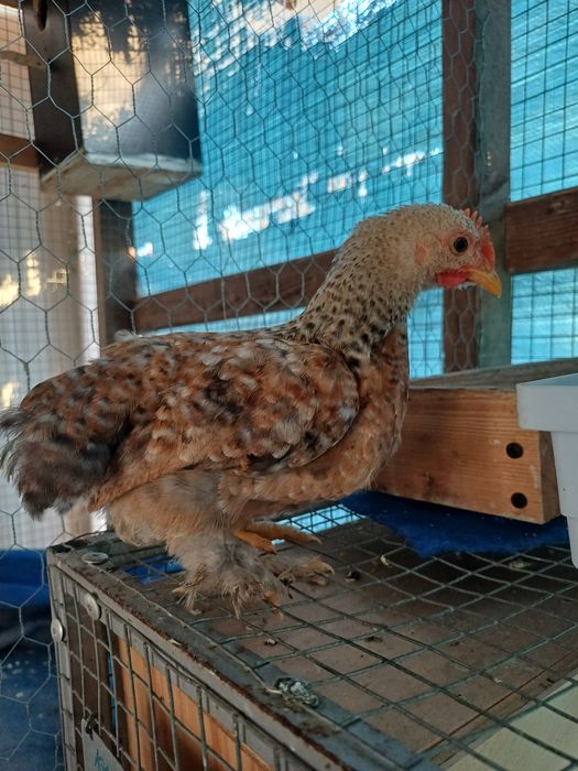 Galinhas pekim frangos e frangas