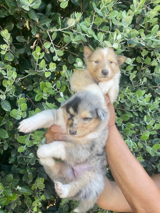 Rough collie com boas caracteristicas
