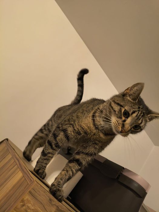 Kotka Lajla szuka domku