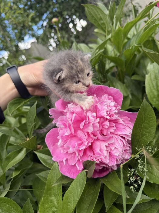 Кошенята, котики в добрі руки