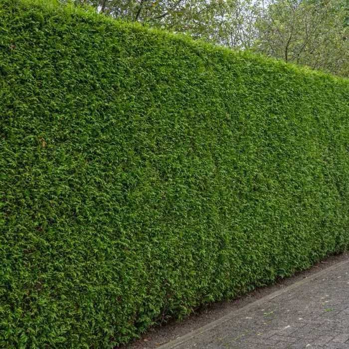 Thuja Tuja żywopłot BRABANT EXTRA  od 120 do 160 cm Toruń Bydgoszcz