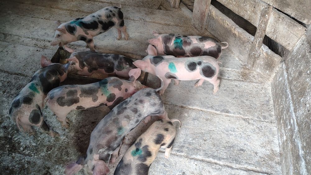 Поросята мясного напрямку