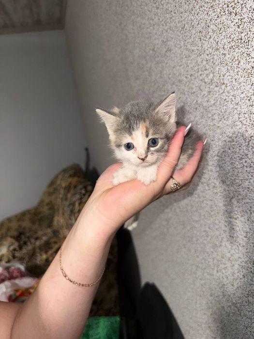 Віддам котиків в добрі руки