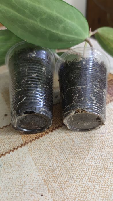 Хойя Macrophylla Pot of Gold