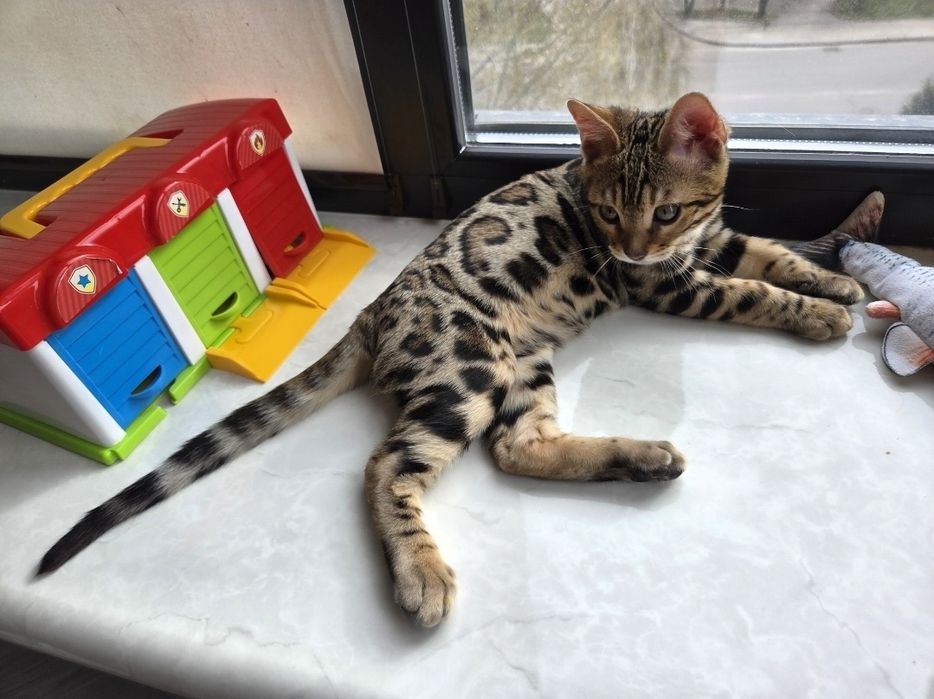 Бенгальське кошеня