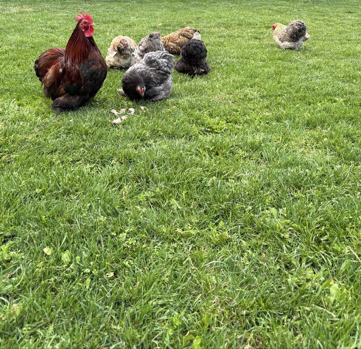 Jajka jaja legowe kur kochin karzełek/ miaturka