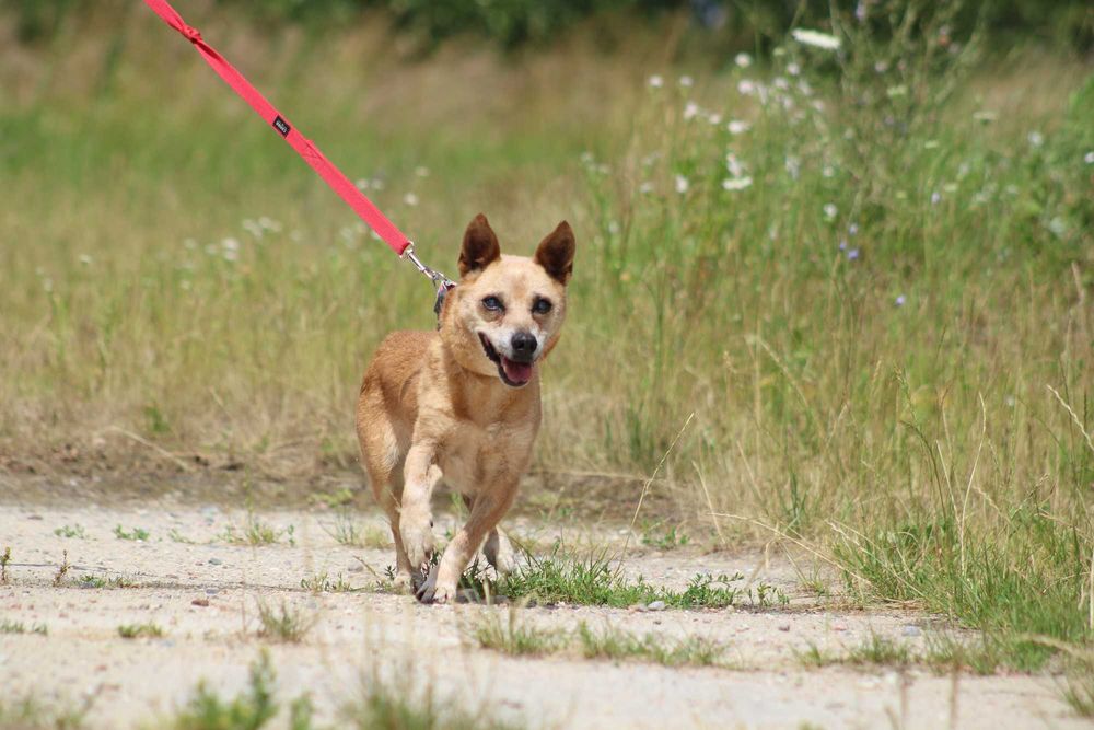 KOKO sunia adopcja schronisko starsza kochana spokojna