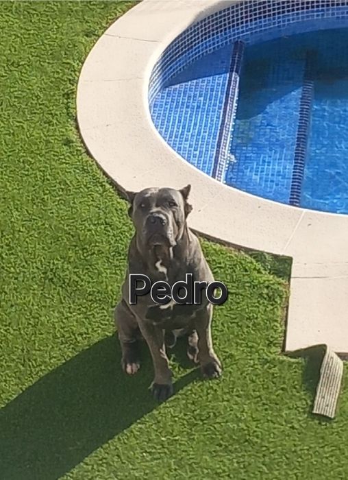 Cane corso montas