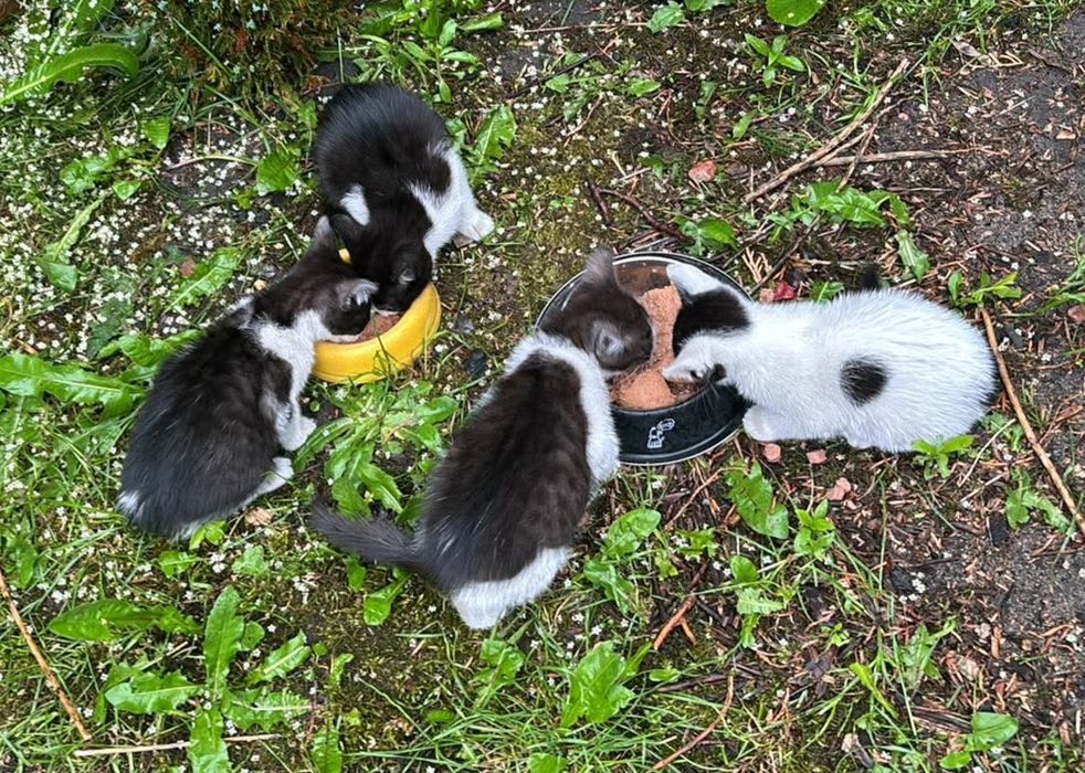 Kociątka do adopcji