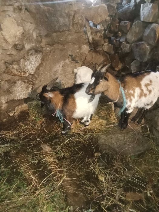 Cabritos e cabras anas