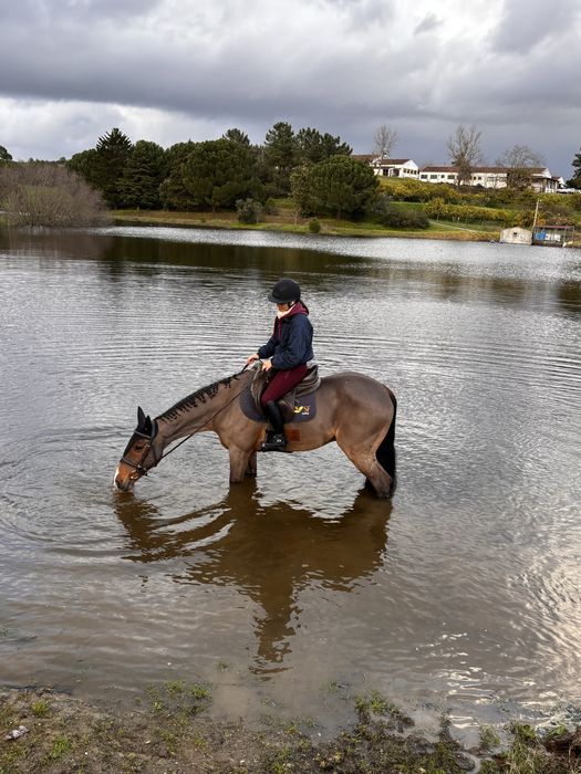Cavalo cruzado a portugues