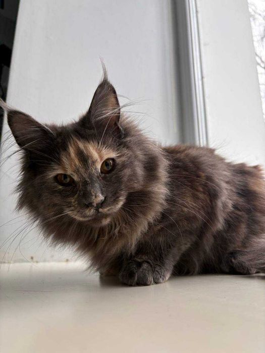 Черепахова дівчинка мейн-кун WCF • ніжна