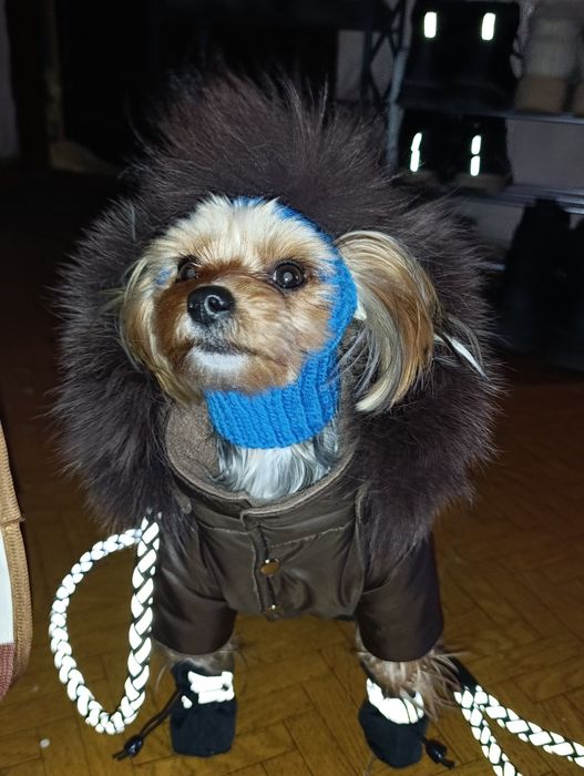 В'язка шукаю дівчинку для йорка