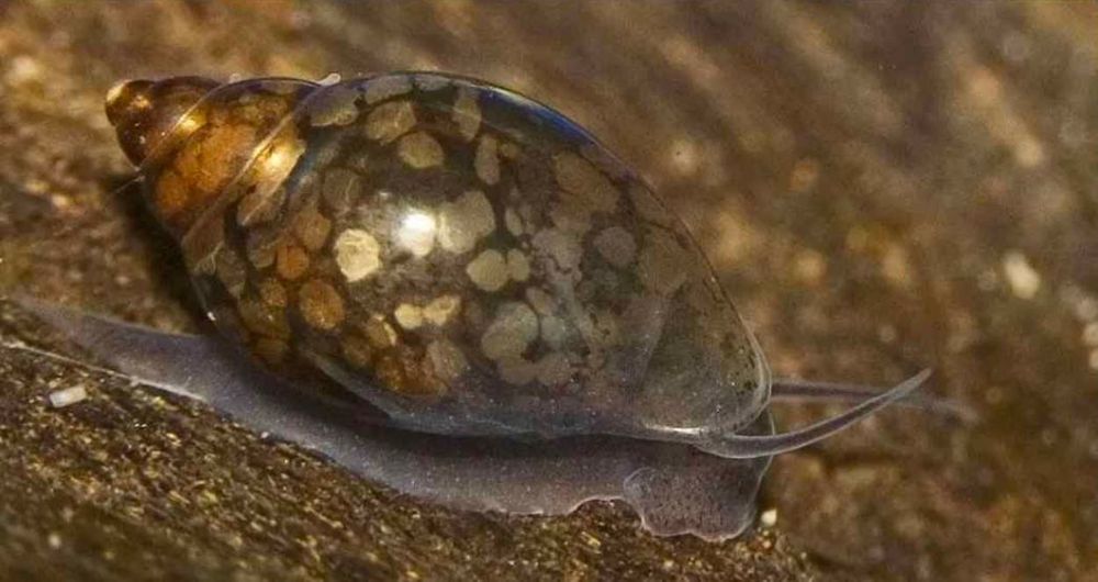 Vendo caracóis physa