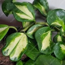 Хойя обовата вариегата