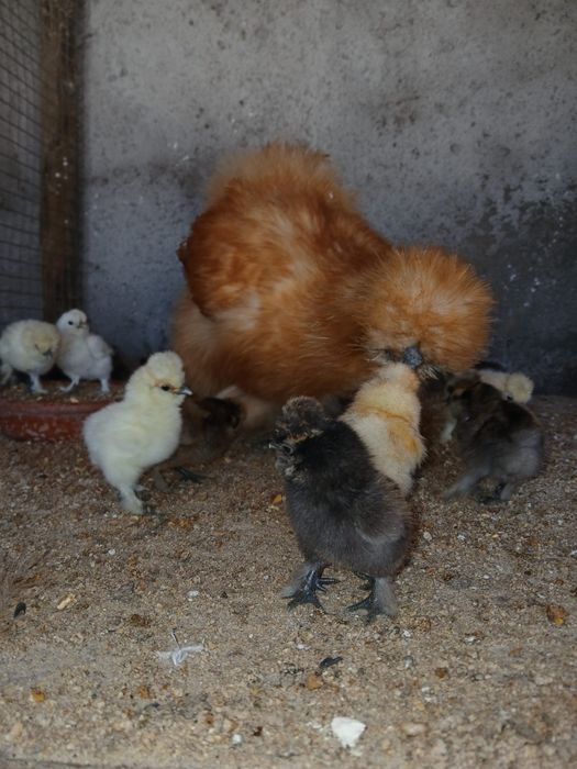 Sedosas do japao  barbudas