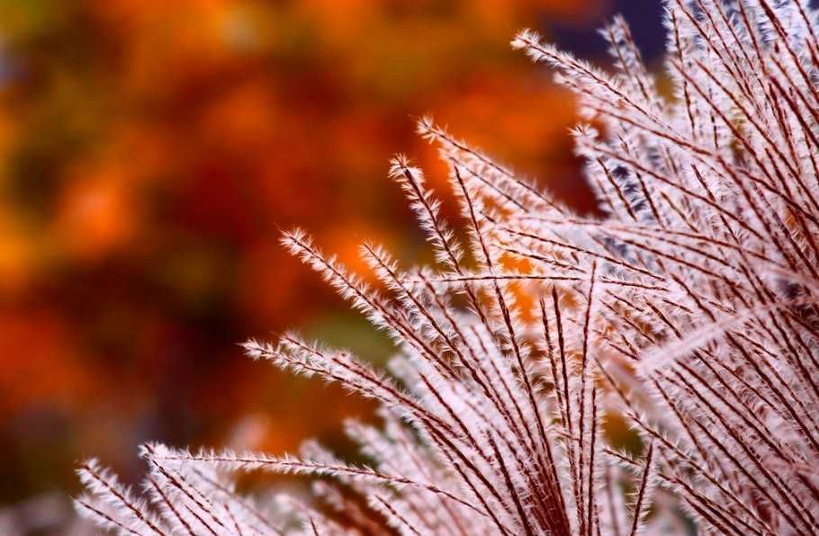 Unigor auto 3.5/ 135 mm mocowanie M42 / ładny bokeh