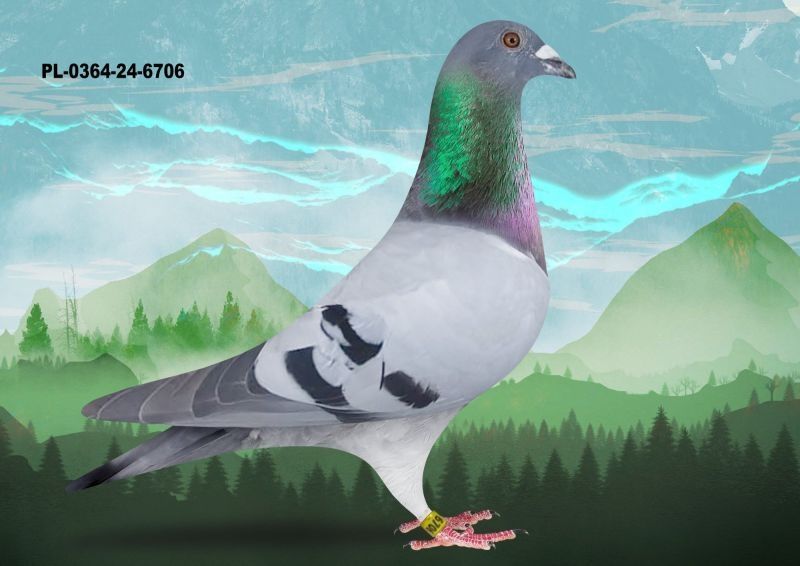 Gołębie pocztowe, Inbred gołębia SAGAN