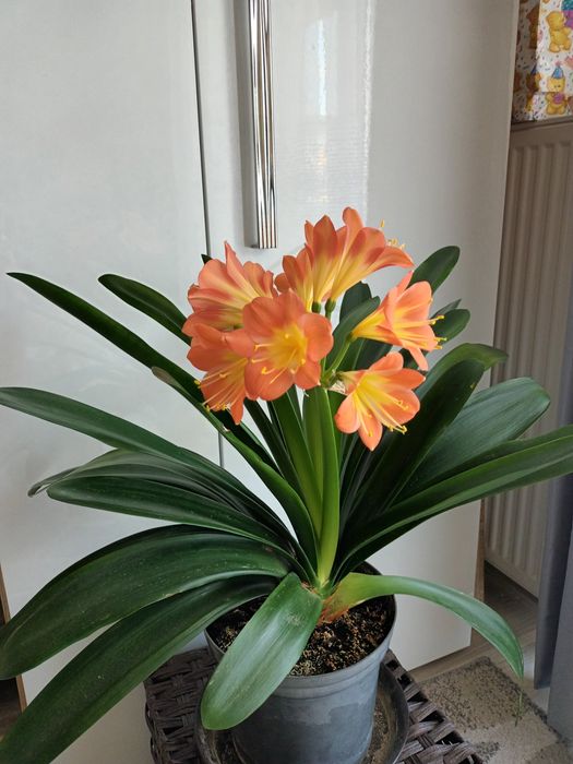 Kwiatek kliwia clivia