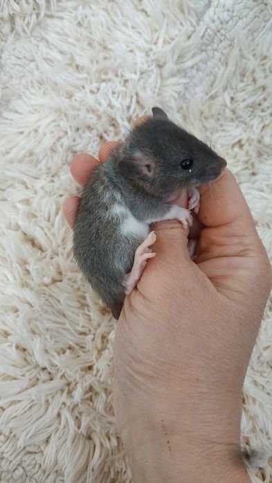 Необыкновенные умные крысятки малыши Агути сиамские Дамбо рекс крыса