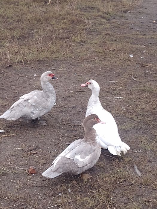 Продам Індокачок