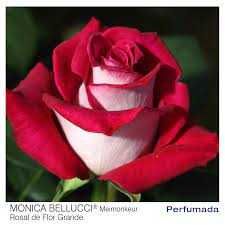 Roseira que dá ROSAS de CORAÇÂO BRANCO, flores grandes,